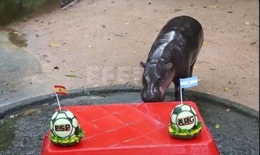 Argjentina apo Spanja? Kush do ta fitoj&euml; Kup&euml;n e Bot&euml;s sipas